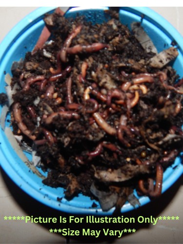 100 red wiggler - compost, worms