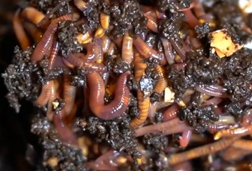 Pure red wiggler composting - pure,